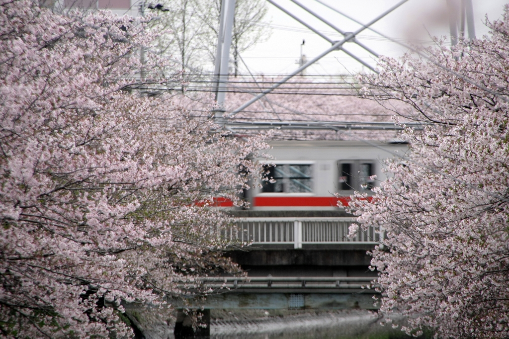 花の中を・・・