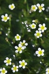 小さな　花たち