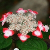 赤い花火