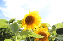 夏の日差し