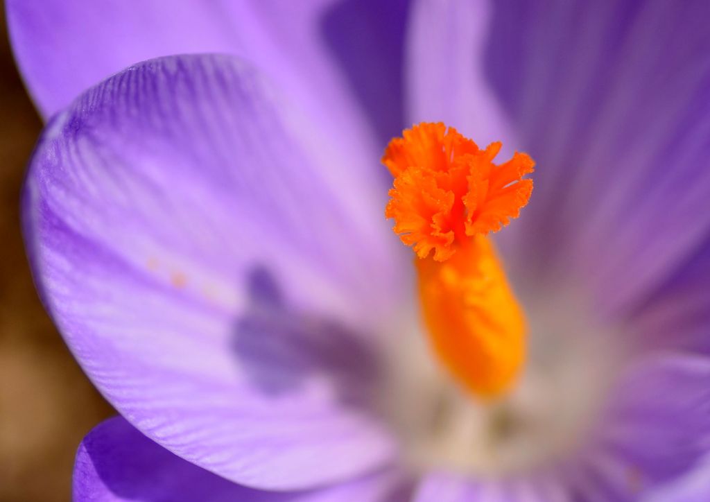 花の妖精