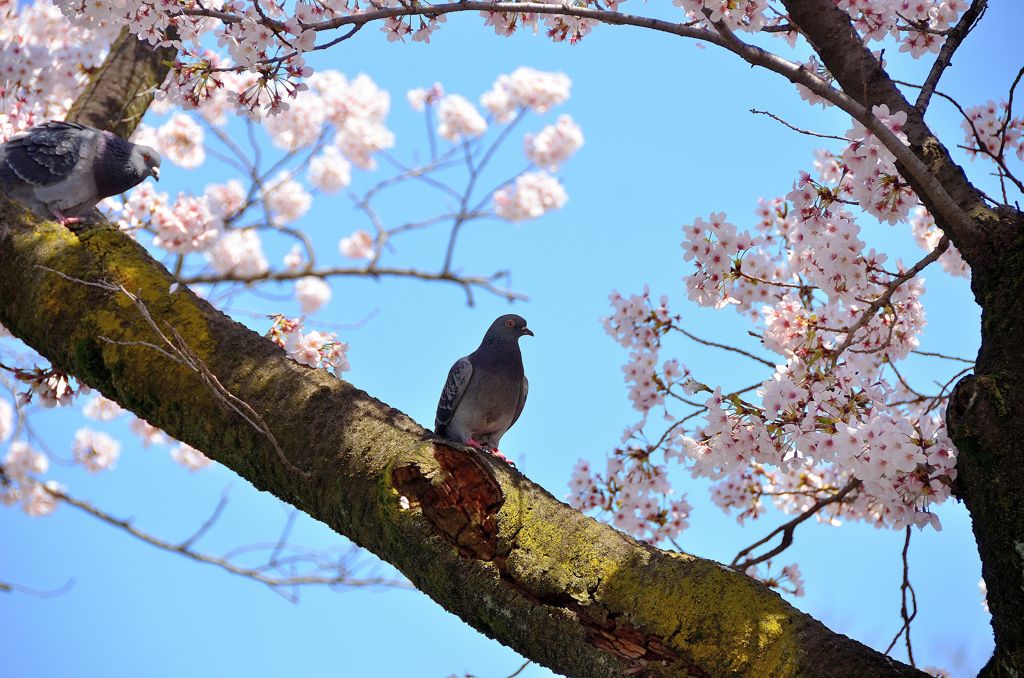 羨ましい鳩