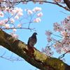 羨ましい鳩