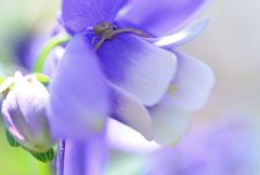 蜘蛛が・・・・・