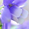 蜘蛛が・・・・・