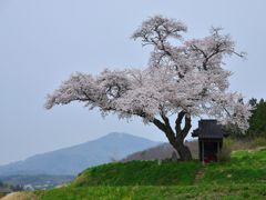 一本桜