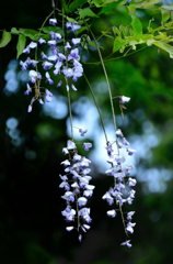 山奥の華