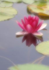 睡蓮２