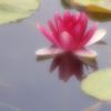 睡蓮２