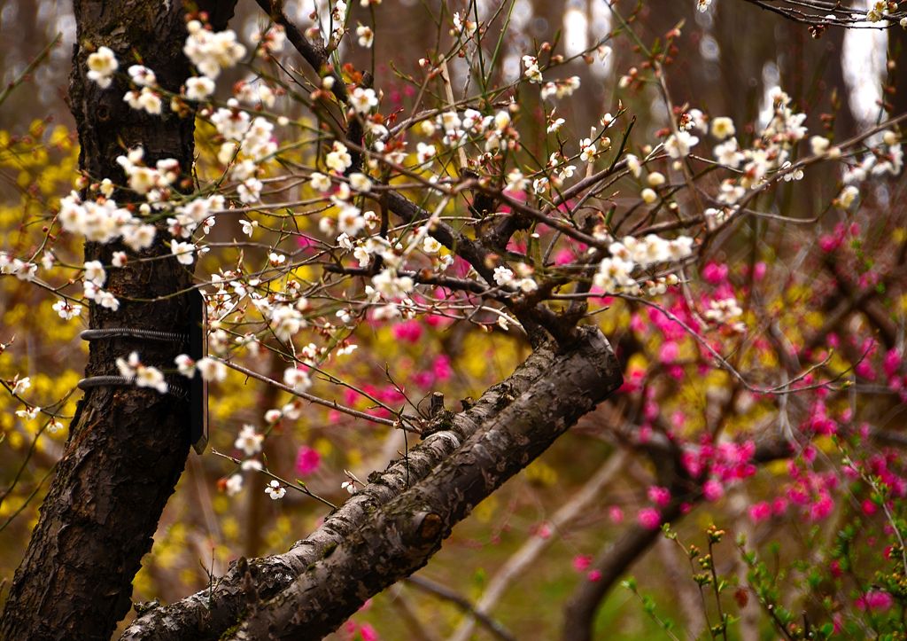 花の饗宴