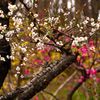 花の饗宴