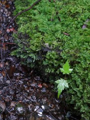 苔むして