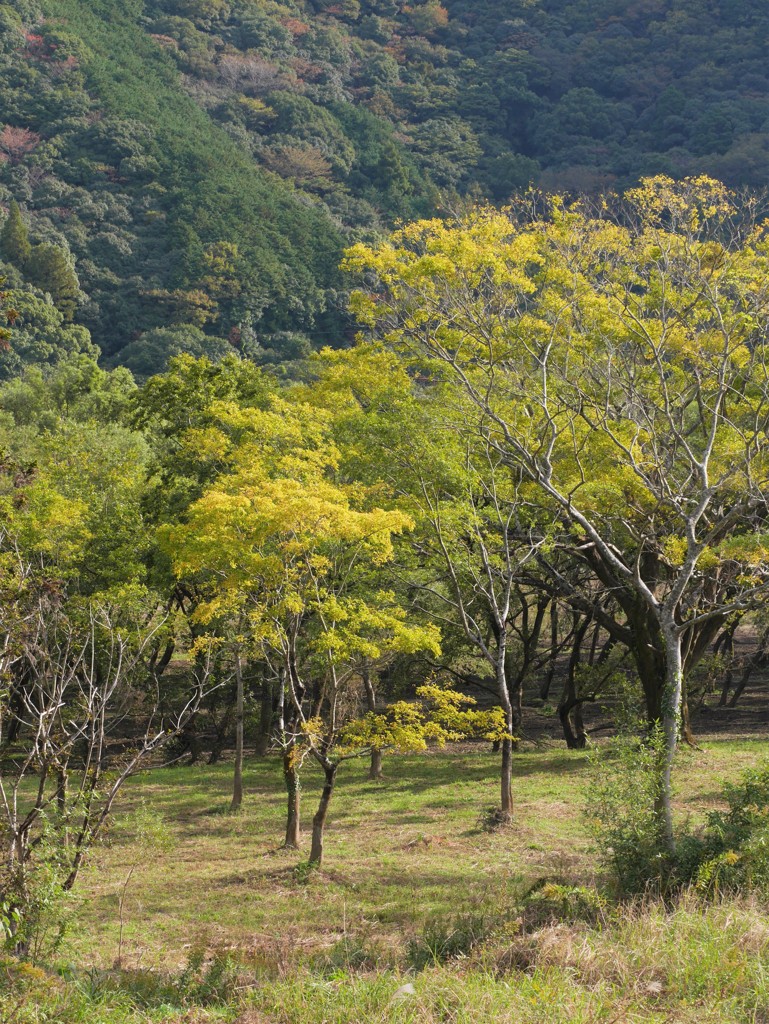 yellow leaves
