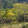 yellow leaves