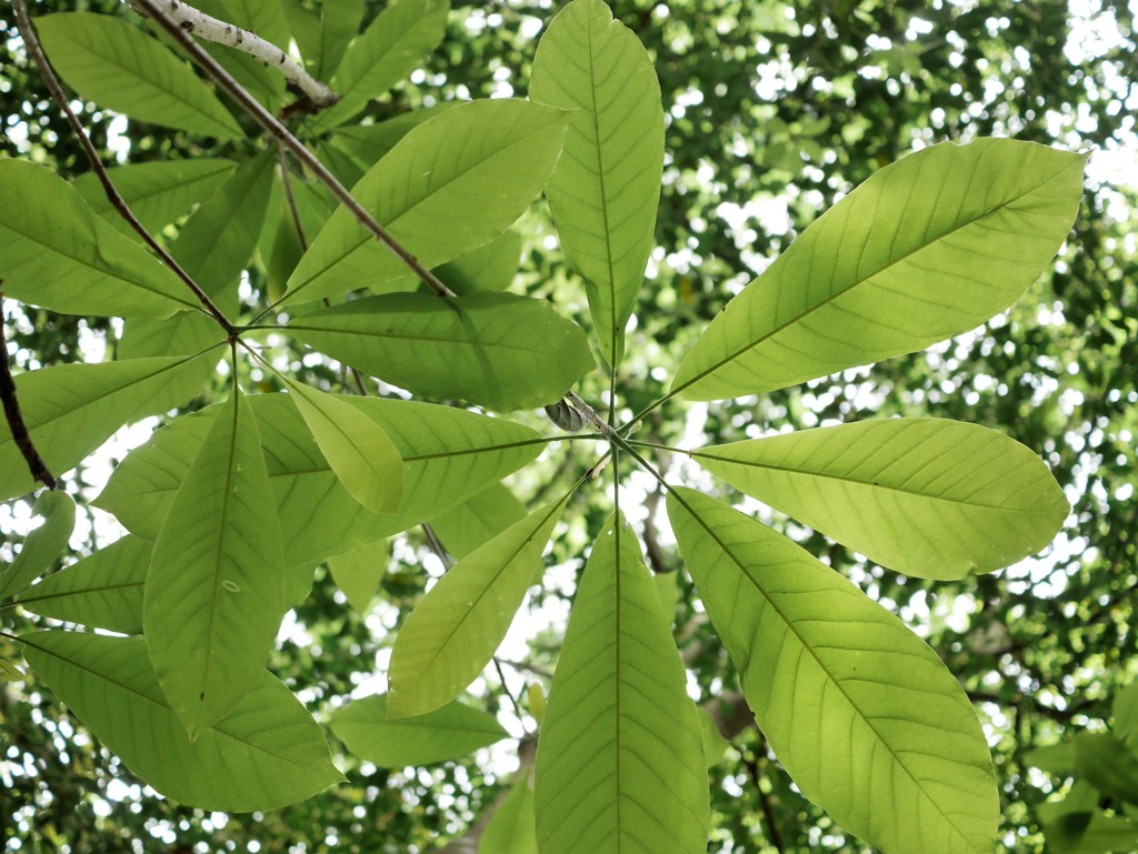large leaves