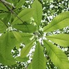 large leaves