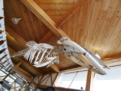 bone