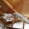 bone