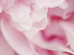 wavelet