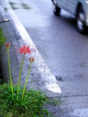路傍の花