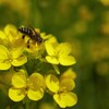 bee