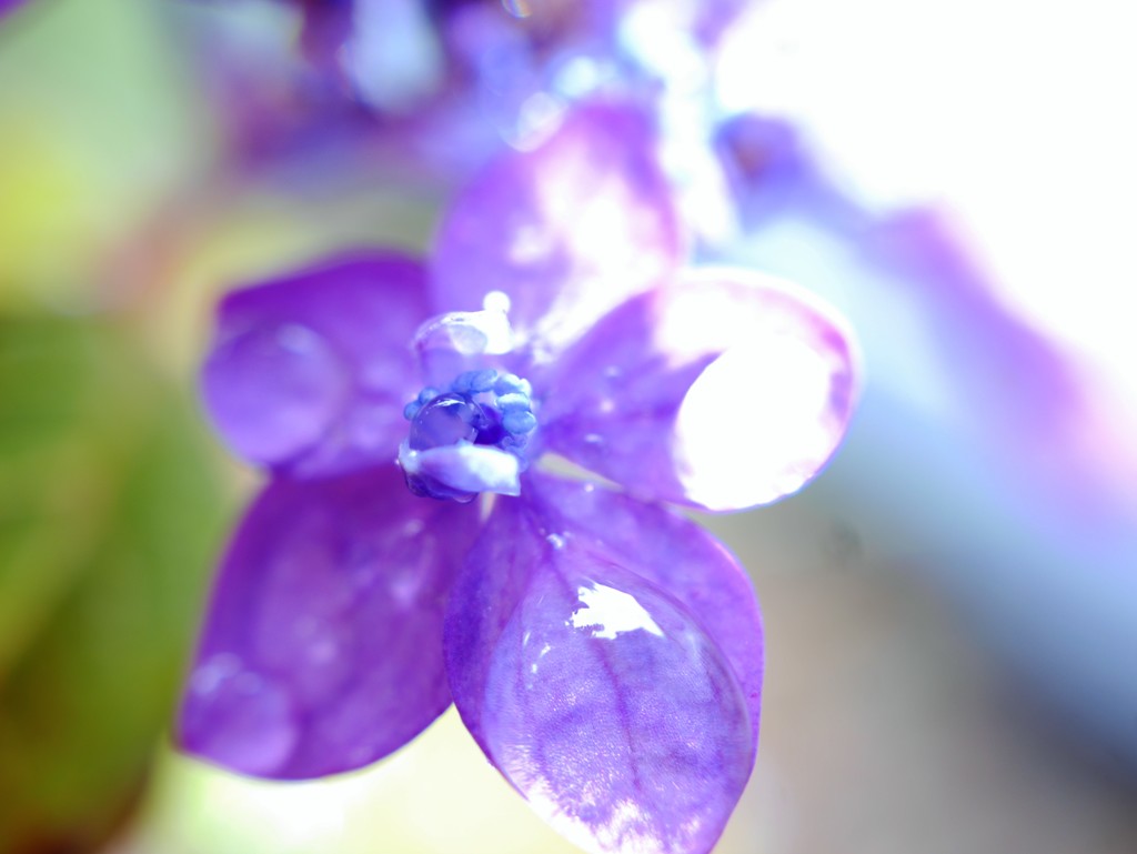 jewel