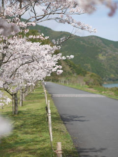 桜街道