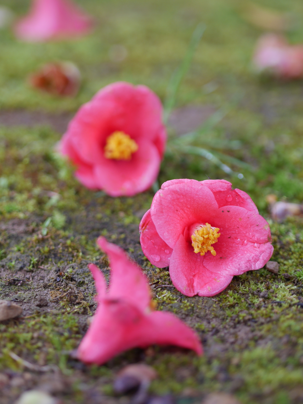 花は盛りに