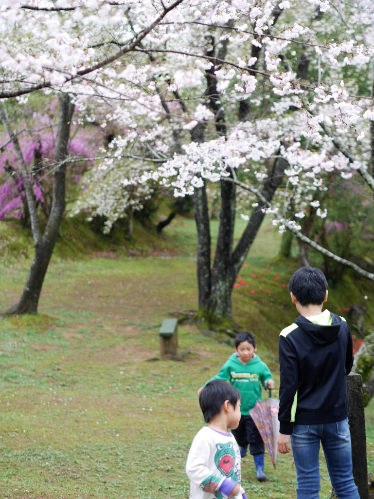 hazy shade of spring