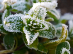 iced flower