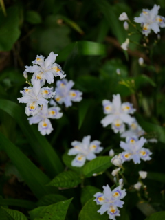森に咲く花