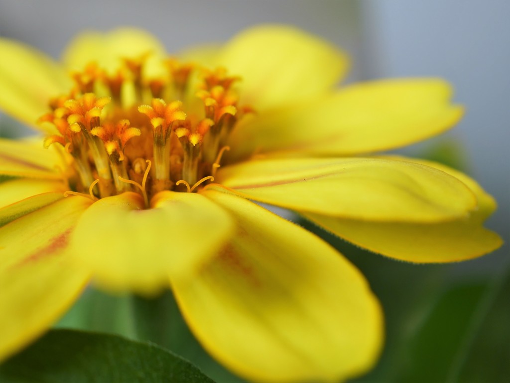 flower on flower