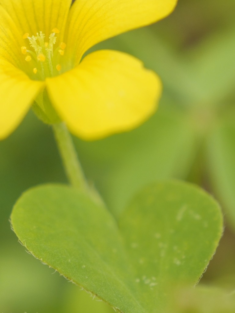 heart under the flower