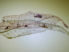 a dead leaf