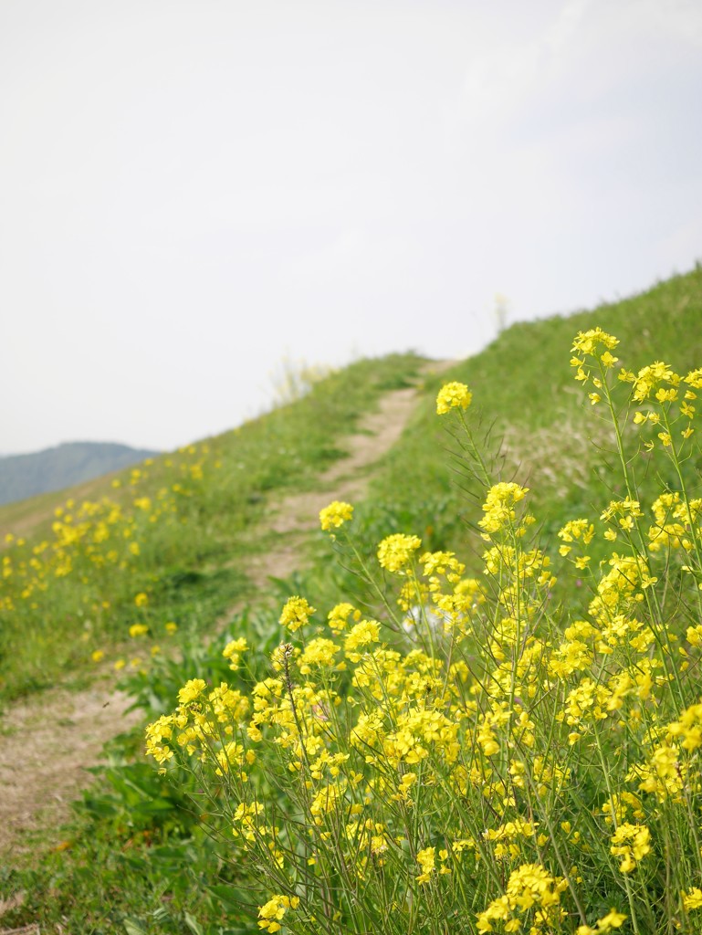 春の小路
