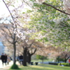 葉桜