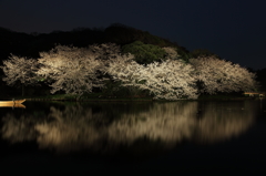 夜桜