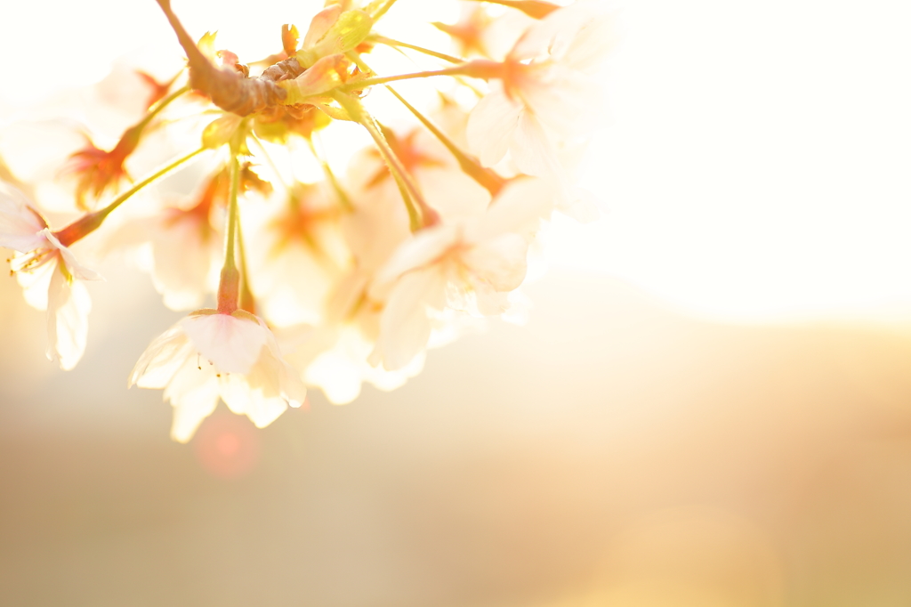 桜の命