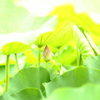 日除け