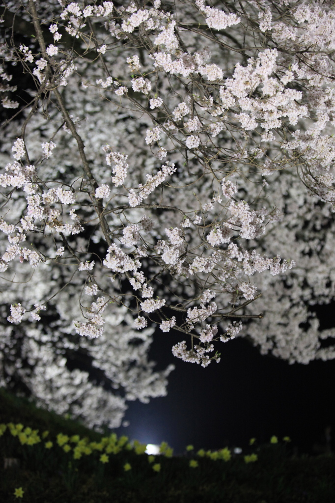 わに塚の桜