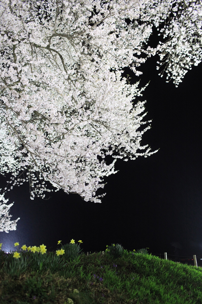 わに塚の桜