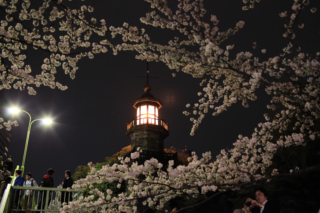 桜を照らす