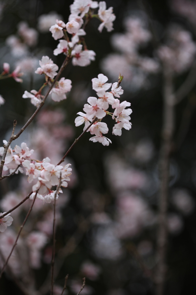 開花