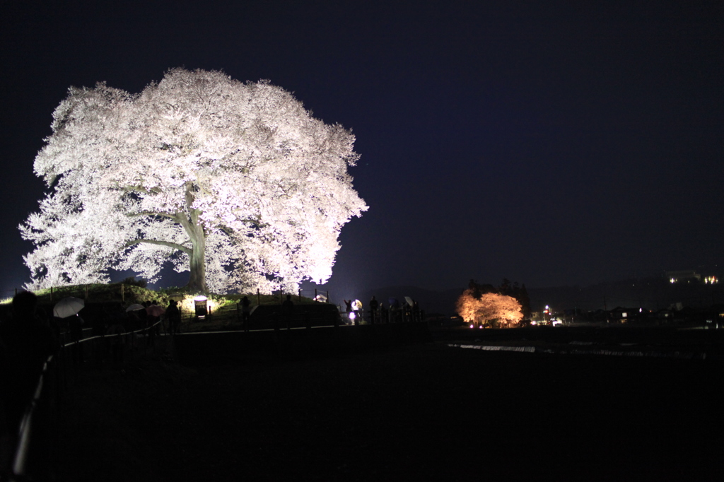 わに塚の桜