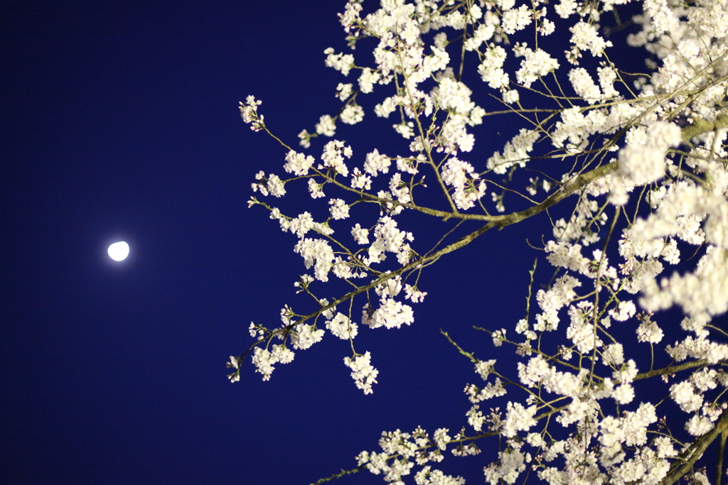 天平の花まつり