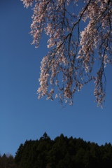 不動桜