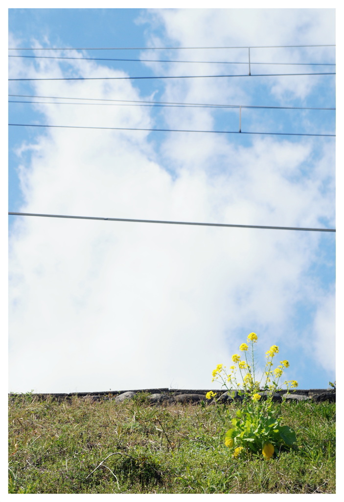 君と青空と菜の花と。