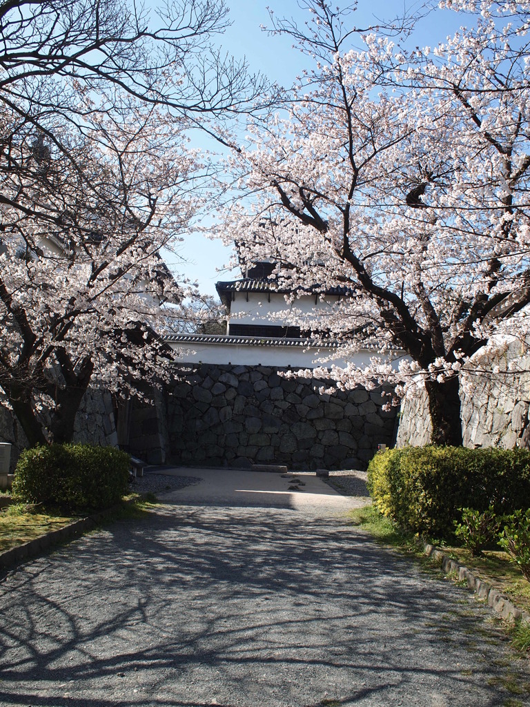 桜とお城