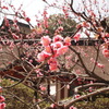 大宰府の紅梅