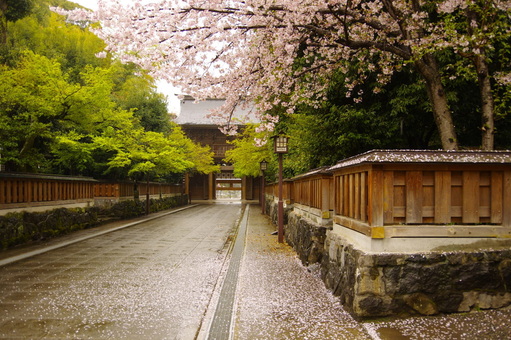 雨の参道